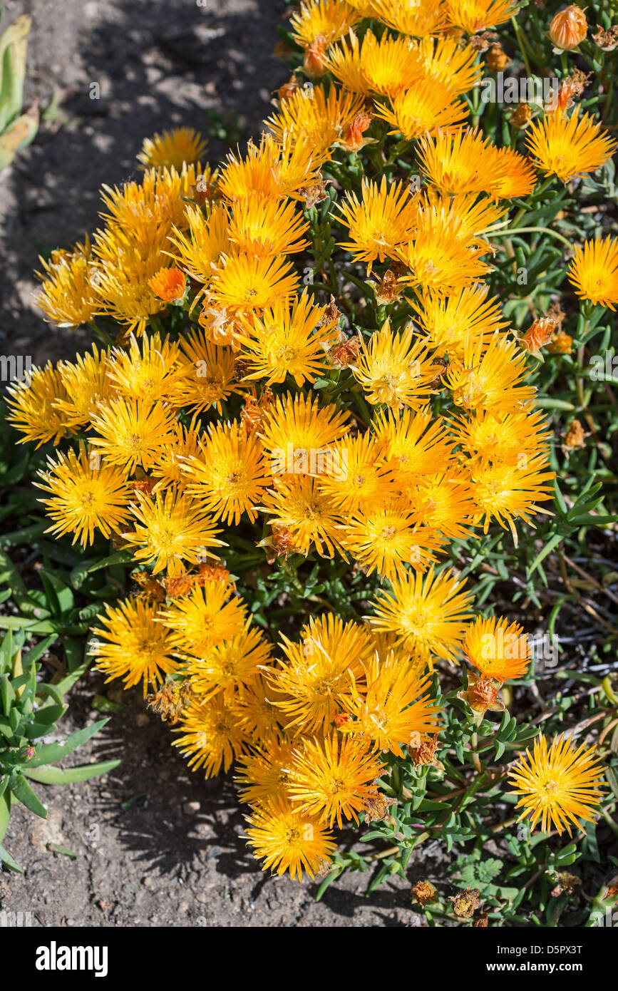 Vivace giallo Lampranthus Aurantiacus chiamato Sunman. Foto Stock