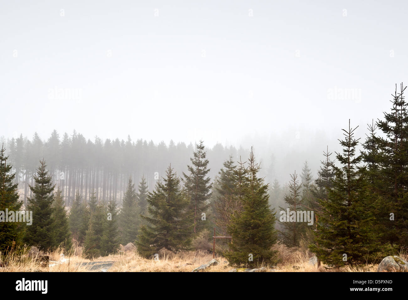 La foresta di conifere nella nebbia, montagne Harz Foto Stock