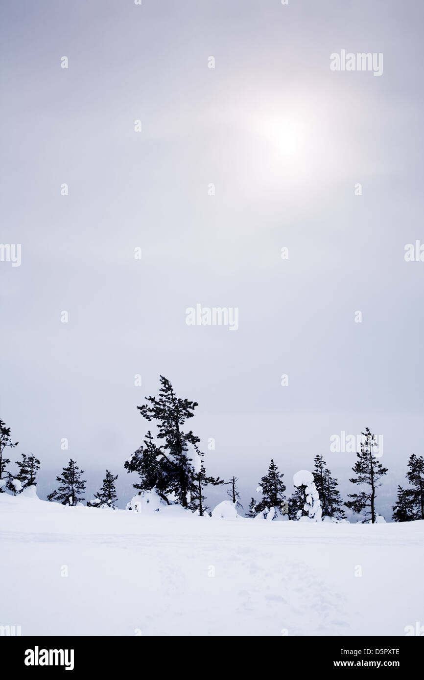 Paesaggio invernale in Lapponia, Finlandia Foto Stock
