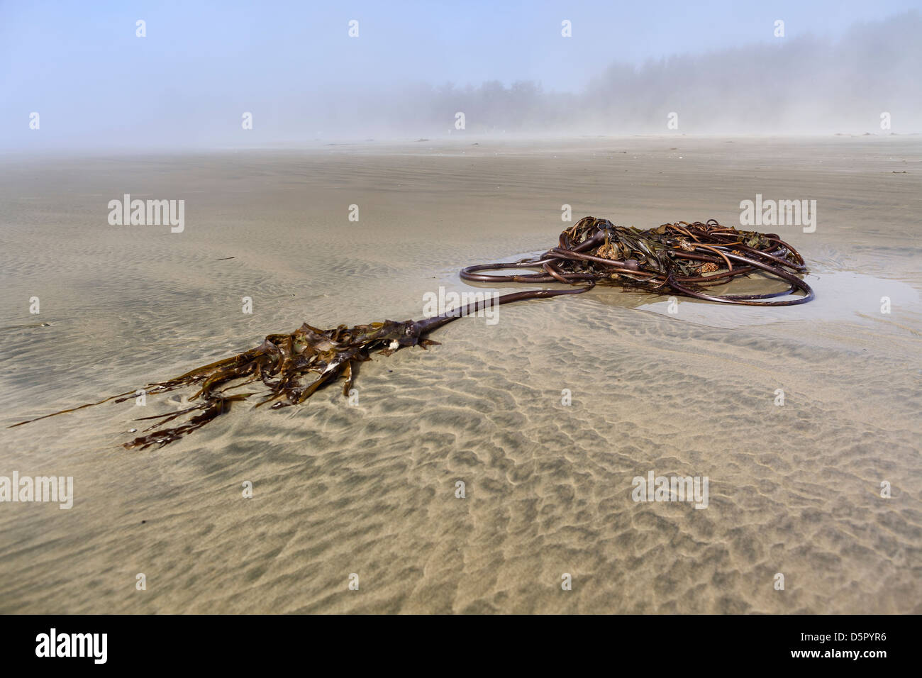 Bull Kelp sulla lunga spiaggia, Isola di Vancouver, Pacific Rim National Park, British Columbia, Canada Foto Stock