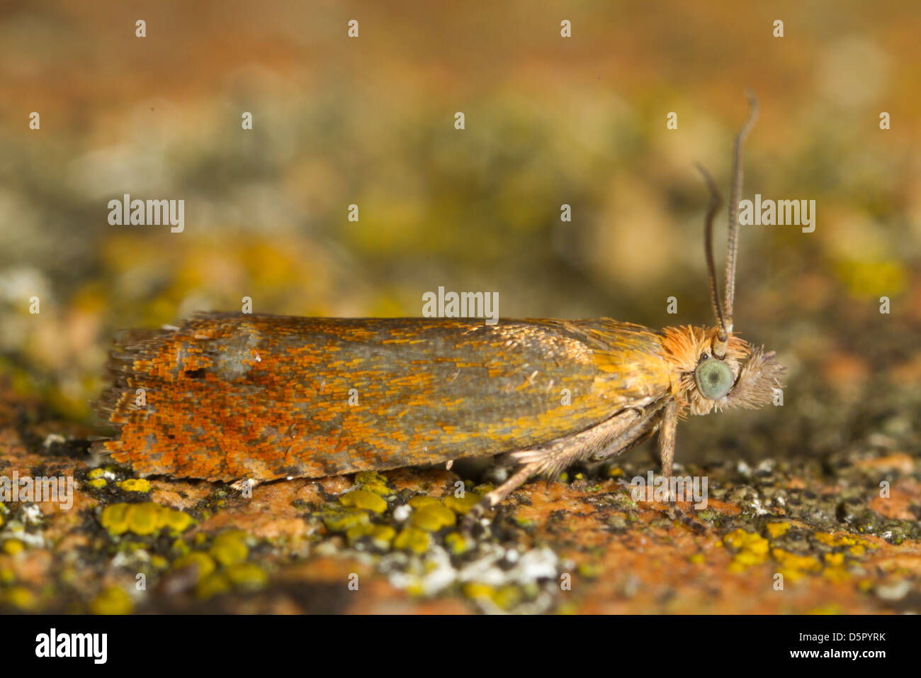 Lathronympha strigana - un arancio tortrix moth Foto Stock
