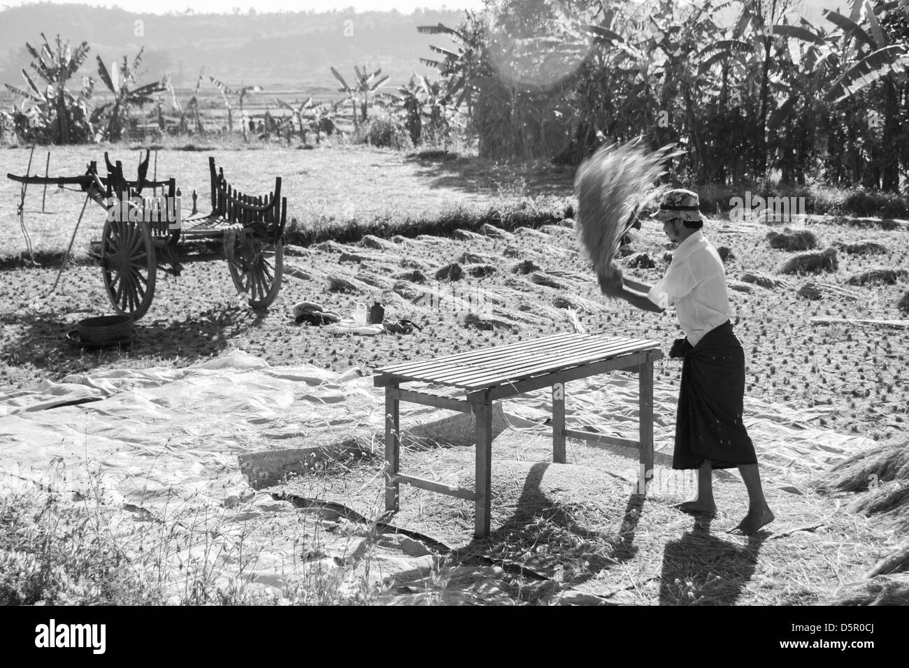 Riso agricoltore la trebbiatura del riso stocchi. Foto Stock