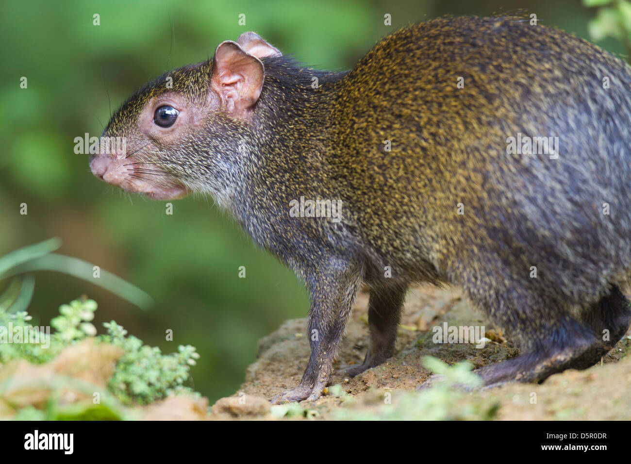 Marrone (agouti Dasyprocta punctata) Foto Stock