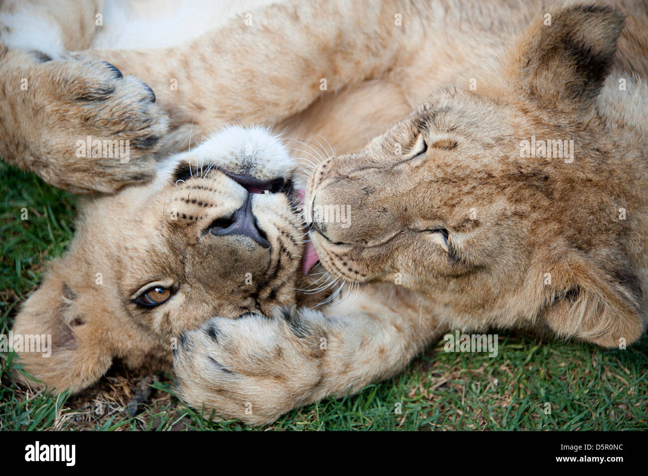 Due lion cubs giocando sulla massa nel Parco di antilope, Zimbabwe, Africa. Foto Stock