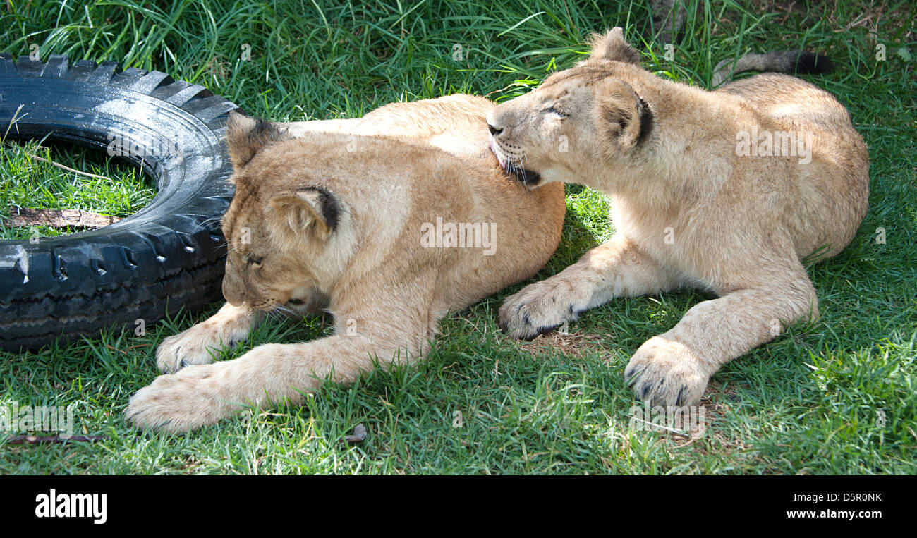 Due cuccioli di leone in appoggio sull'erba nel parco di antilope, Zimbabwe, Africa. Foto Stock