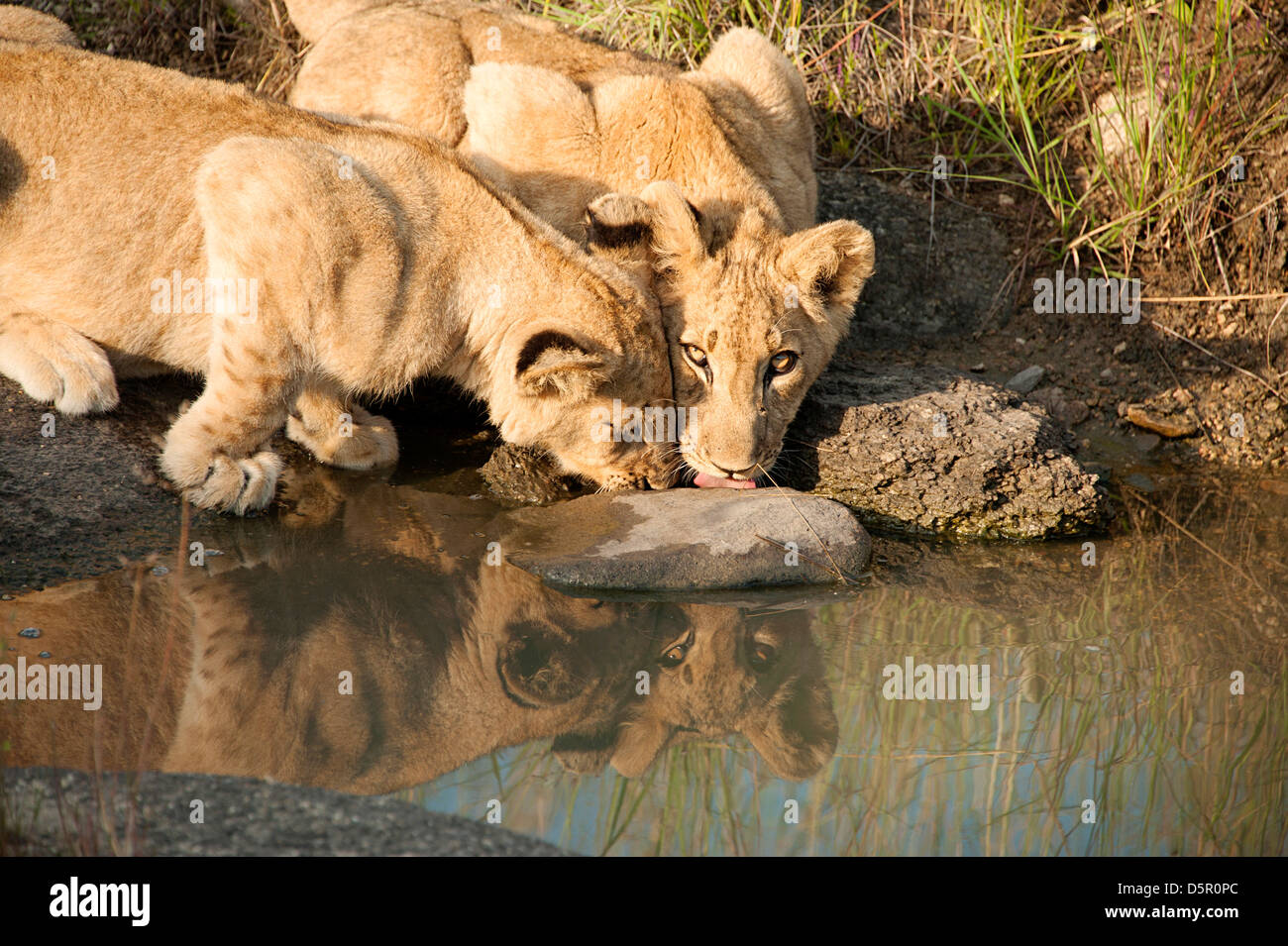 Due cuccioli di leone di bere nel Parco di antilope, Zimbabwe Foto Stock