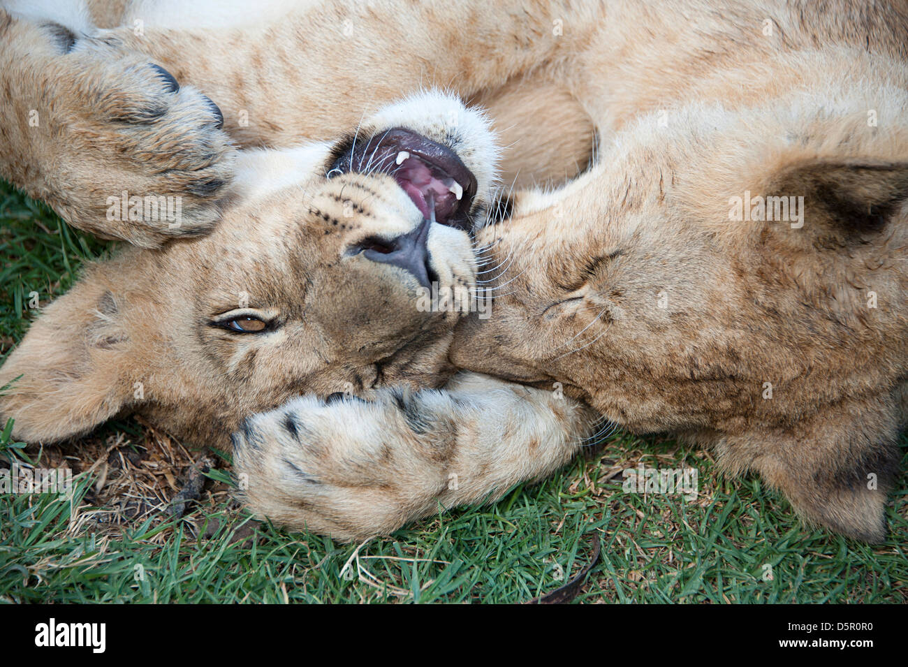 Due giovani lion cubs giacciono sull'erba la riproduzione. Antelope Park, Zimbabwe Africa Foto Stock