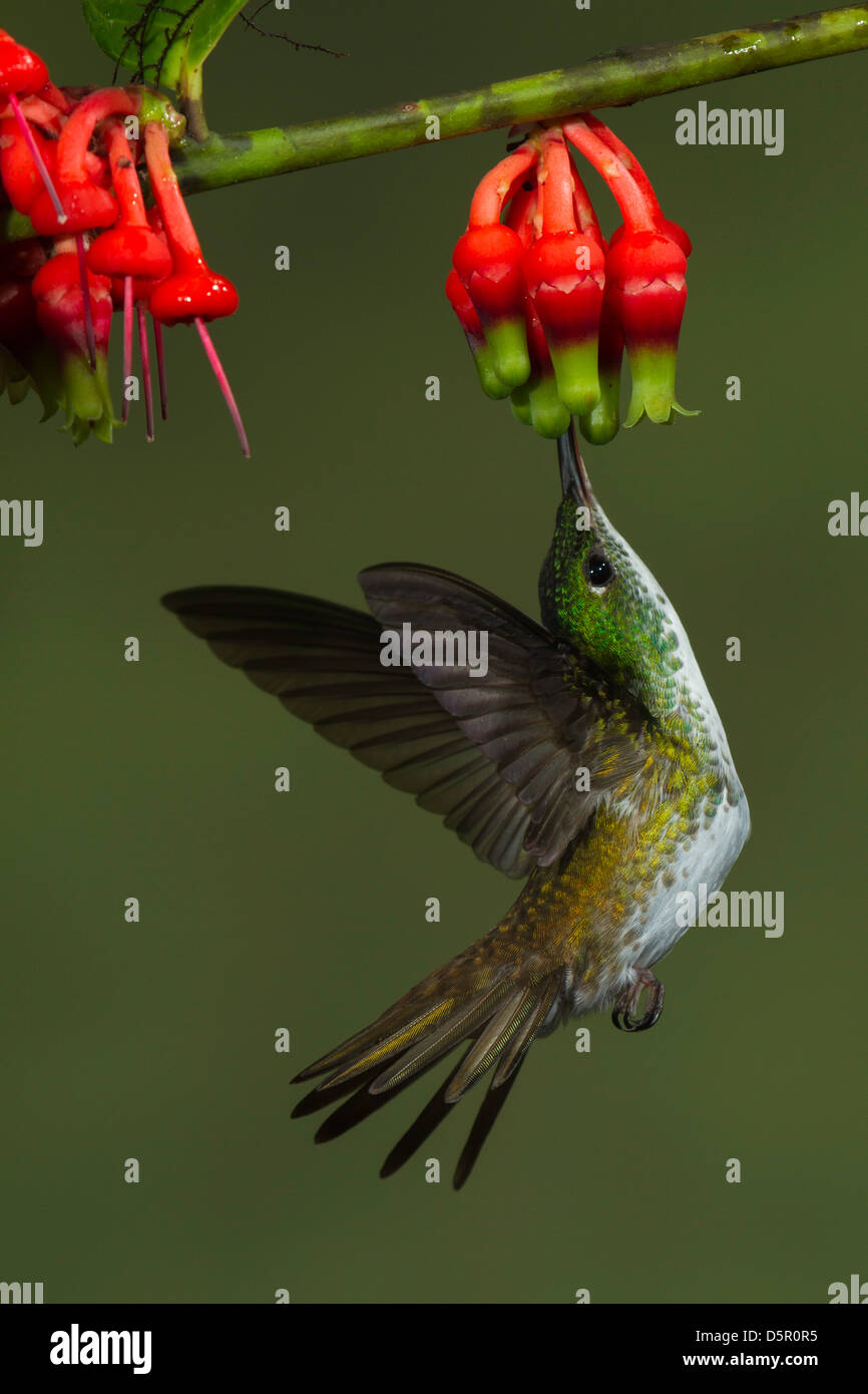 Andina di alimentazione di smeraldo sulla Psammisia sodiroi (Ericacea) fiori mentre in bilico Foto Stock