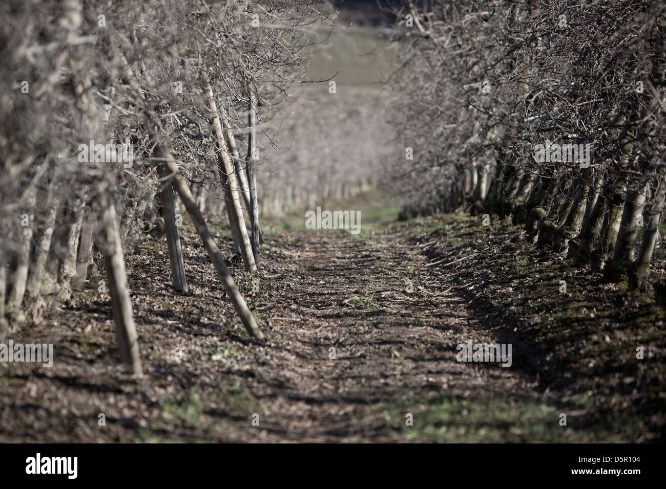 Orchard nel nord Italia durante il mese di marzo. Foto Stock