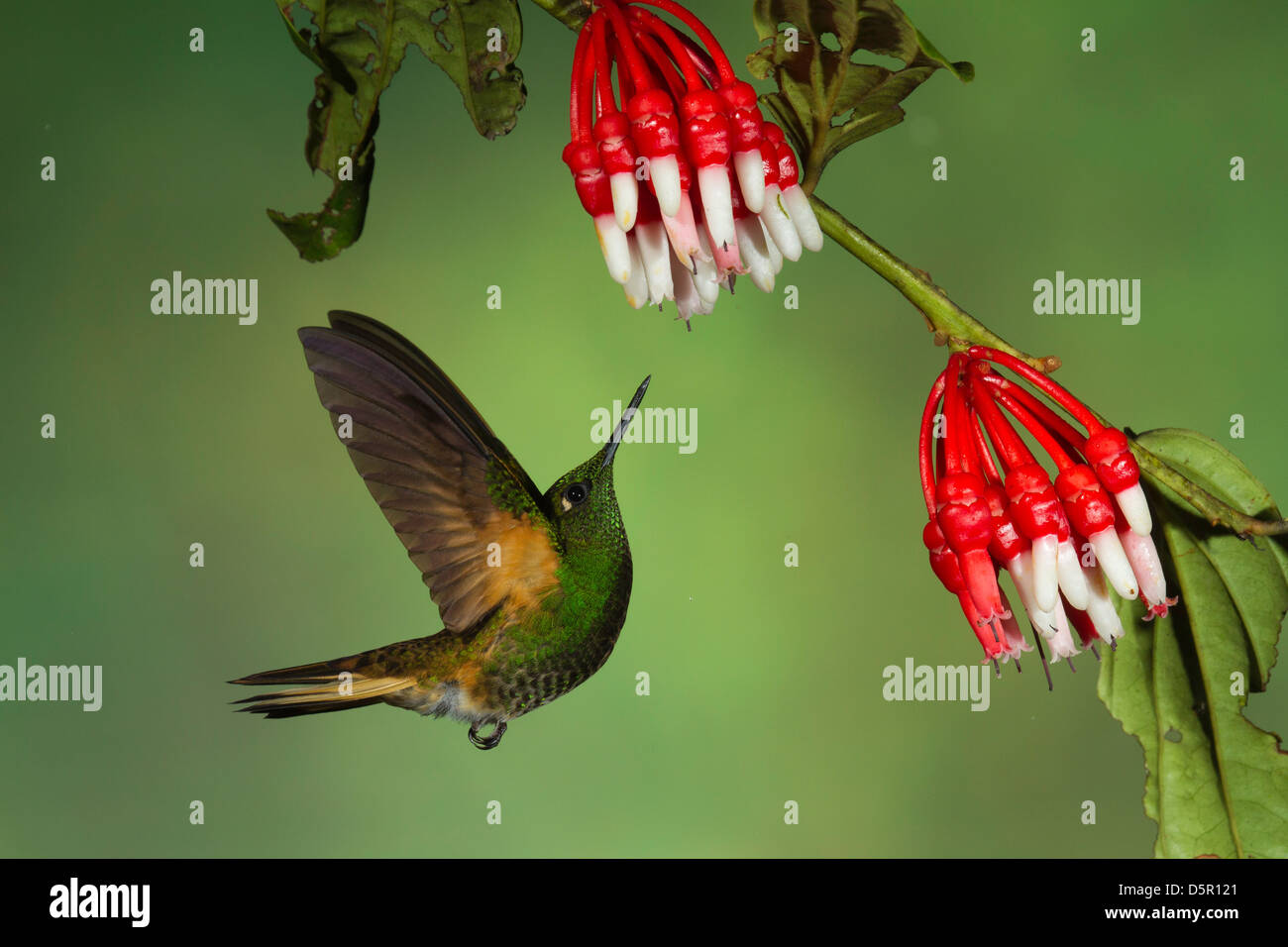 Buff-tailed Coronet (Boissonneaua flavescens) in bilico mentre si alimenta su Psammisia (Ericacea) Fiori Foto Stock