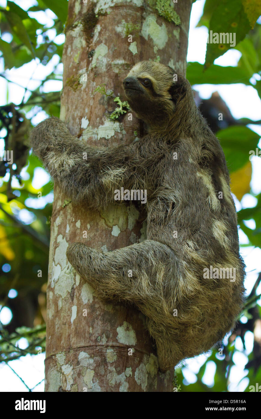 Marrone-throated 3-dita bradipo (Bradypus variegatus) su un tronco di albero Foto Stock