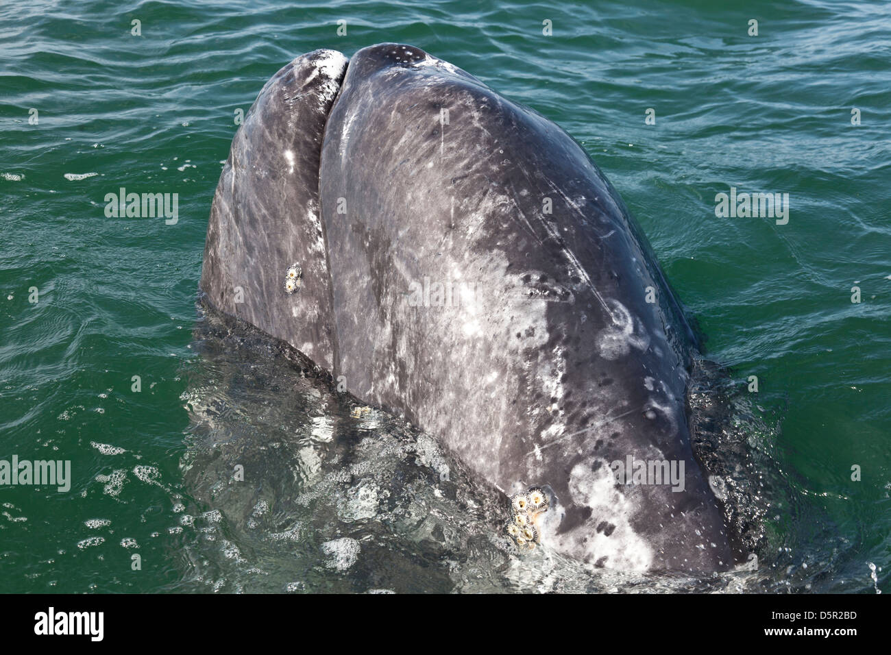 In prossimità della testa di un grigio/Balena Grigia, Eschrichtius robustus, in Laguna San Ignacio, Baja California Sur, Messico Foto Stock