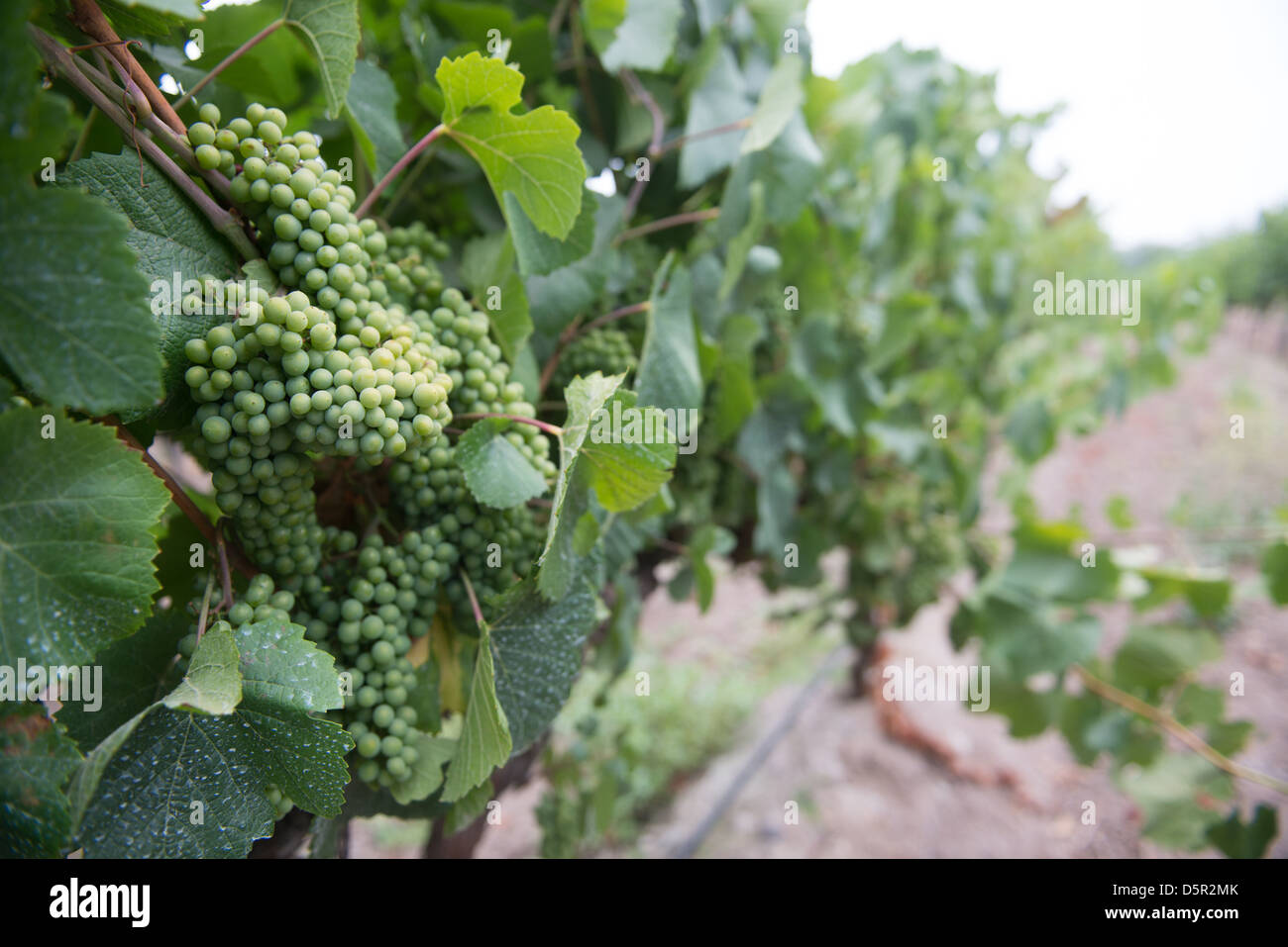 Undurraga i vigneti e la cantina di Talagante Cile Foto Stock