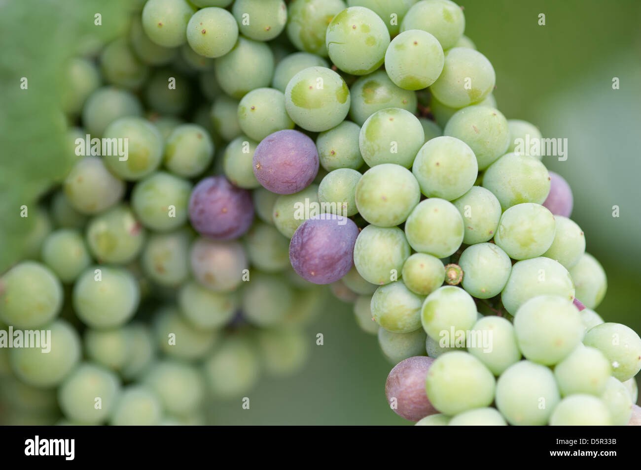 Undurraga i vigneti e la cantina di Talagante Cile Foto Stock