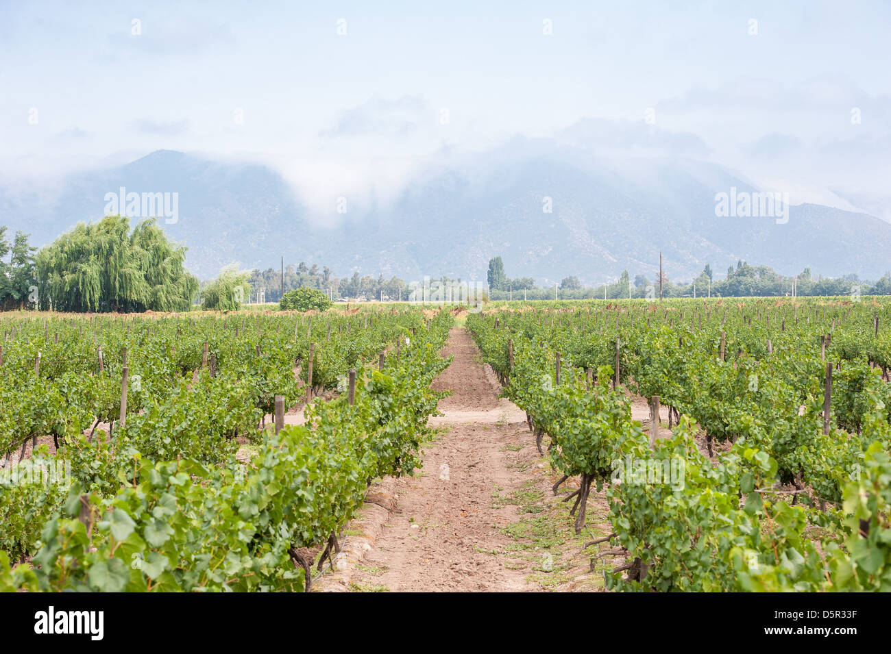 Undurraga i vigneti e la cantina di Talagante Cile Foto Stock