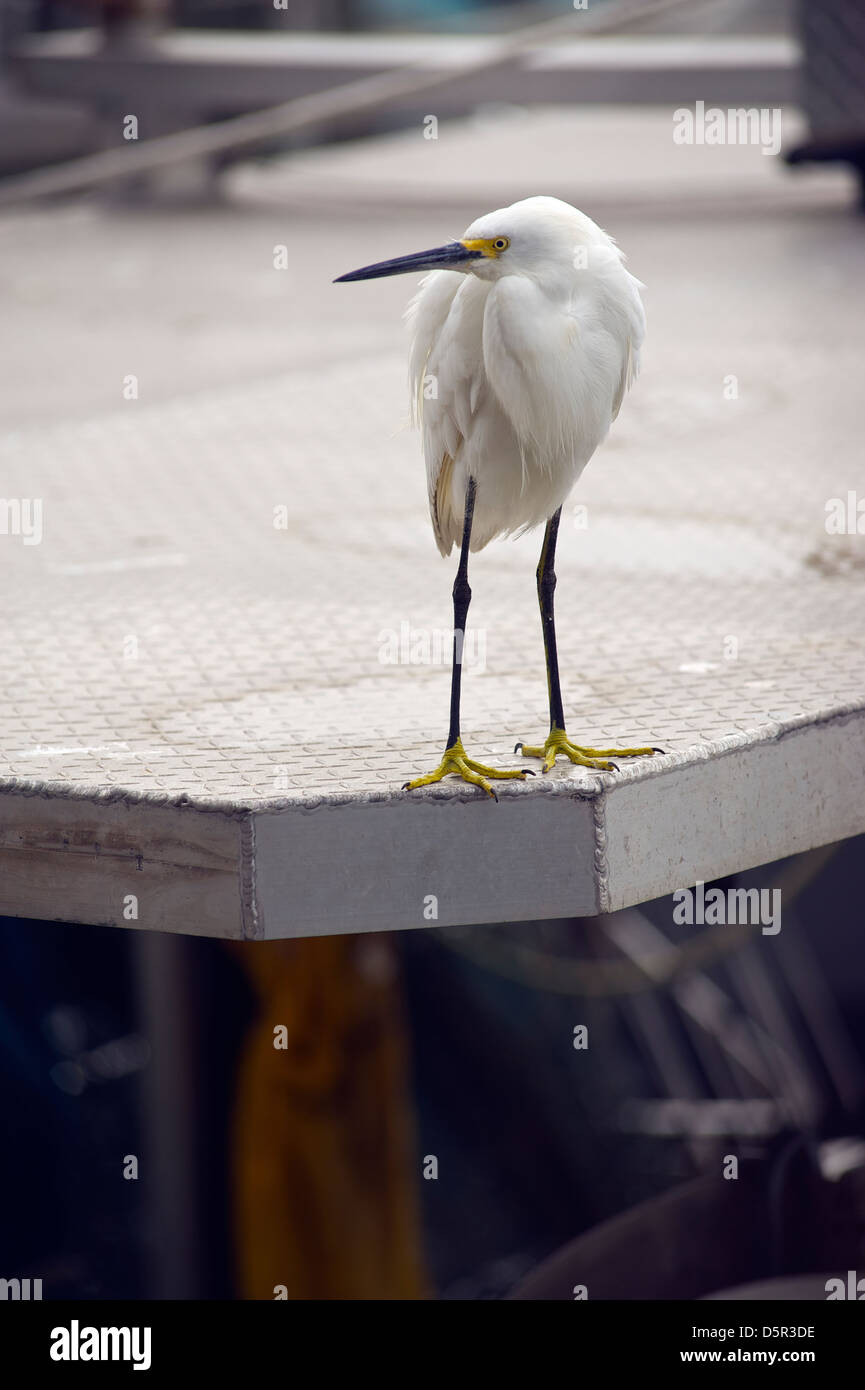 Airone nevoso sul dock di metallo lungo la costa della Baia di Sarasota, Florida Foto Stock