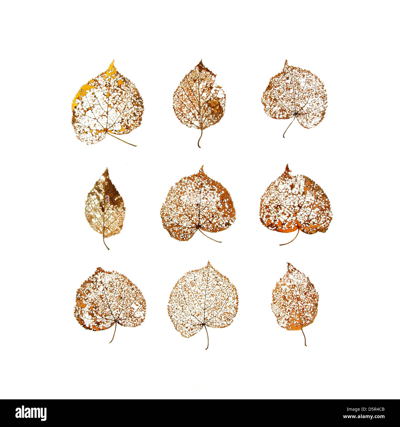 Foglie di scheletrizzazione immagini e fotografie stock ad alta