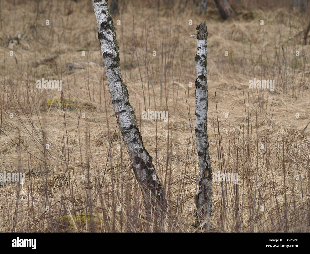 Di betulle in un moro Foto Stock