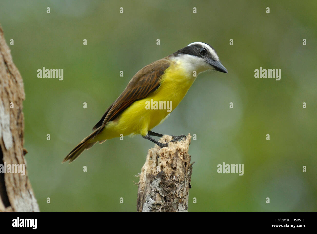 Grande Kiskadee (Pitangus sulfuratus) in Costa Rica Foto Stock