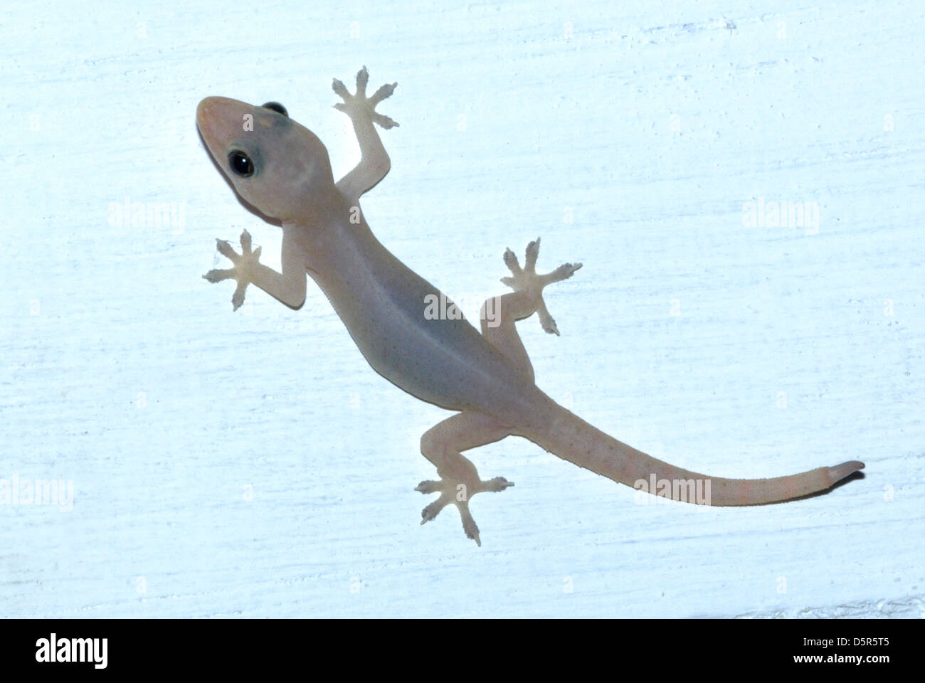 Casa comune Gecko (Hemidactylus frenatus) Foto Stock
