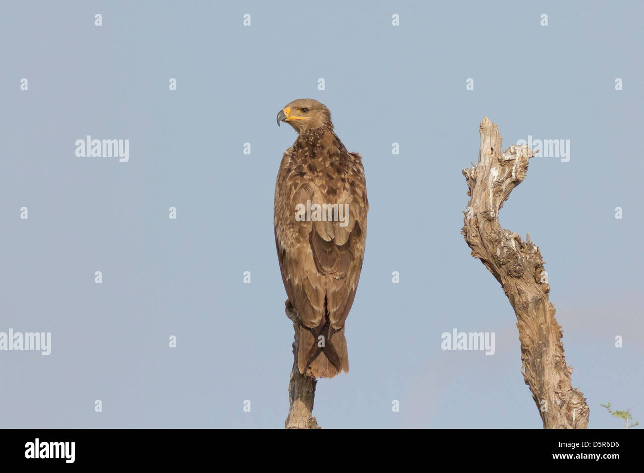 Bruno eagle (Aquila rapax) con deformato o rotto becco Foto Stock