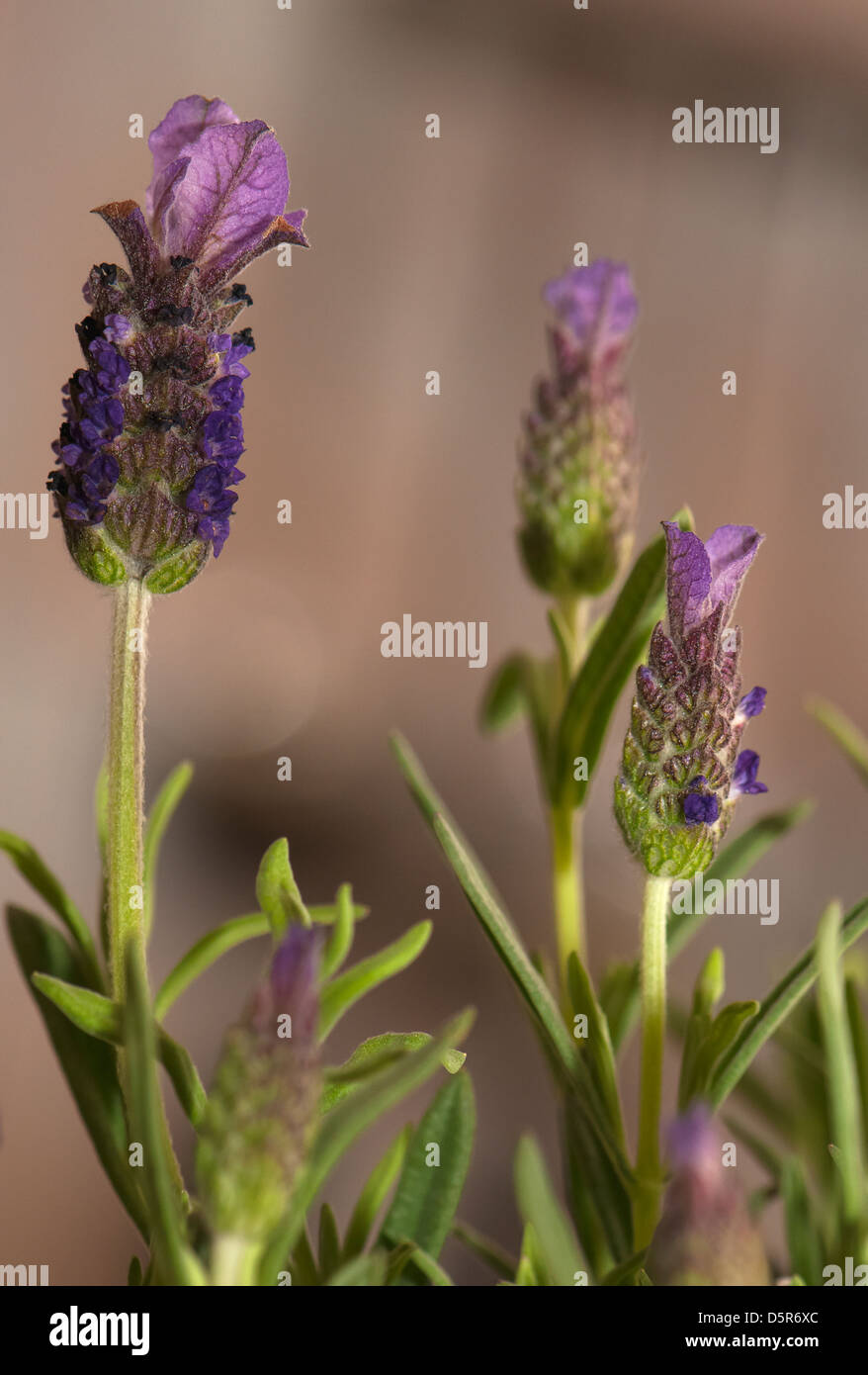 Lavandula Foto Stock