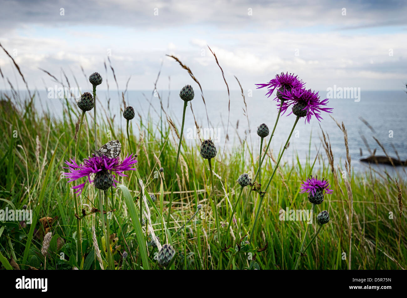 Fiordaliso maggiore (Centaurea scabiosa) crescente lungo la costa del Dorset percorso. Foto Stock