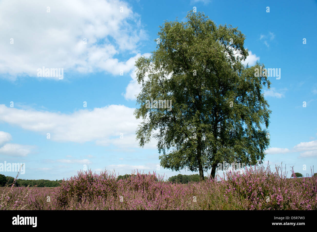 Albero in heather paesaggio con fiori viola Foto Stock