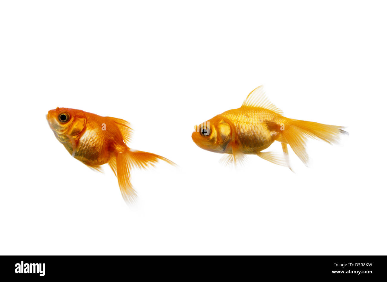 Oro bianco di pesce sfondo bianco Foto Stock