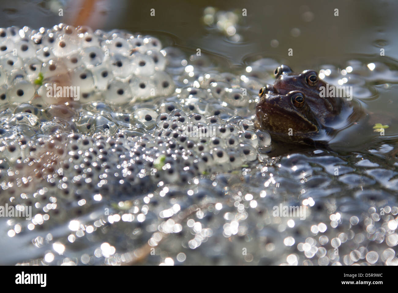 Rane coniugate in un laghetto in giardino nel Cheshire village di Farndon, con frog spawn in primo piano. Foto Stock