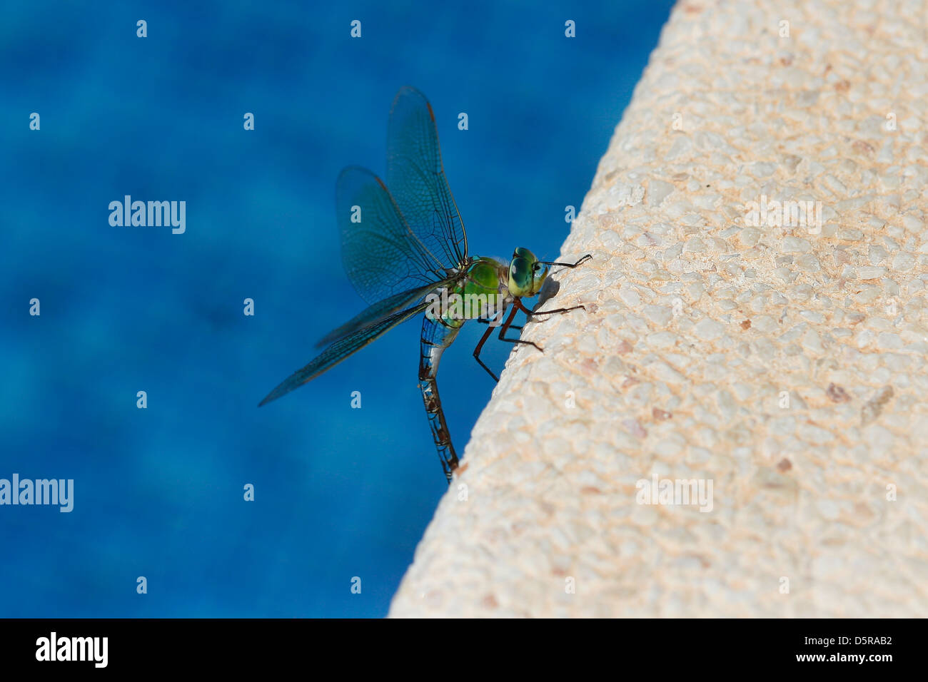 Una libellula acronimo di prede su una piscina confine Foto Stock