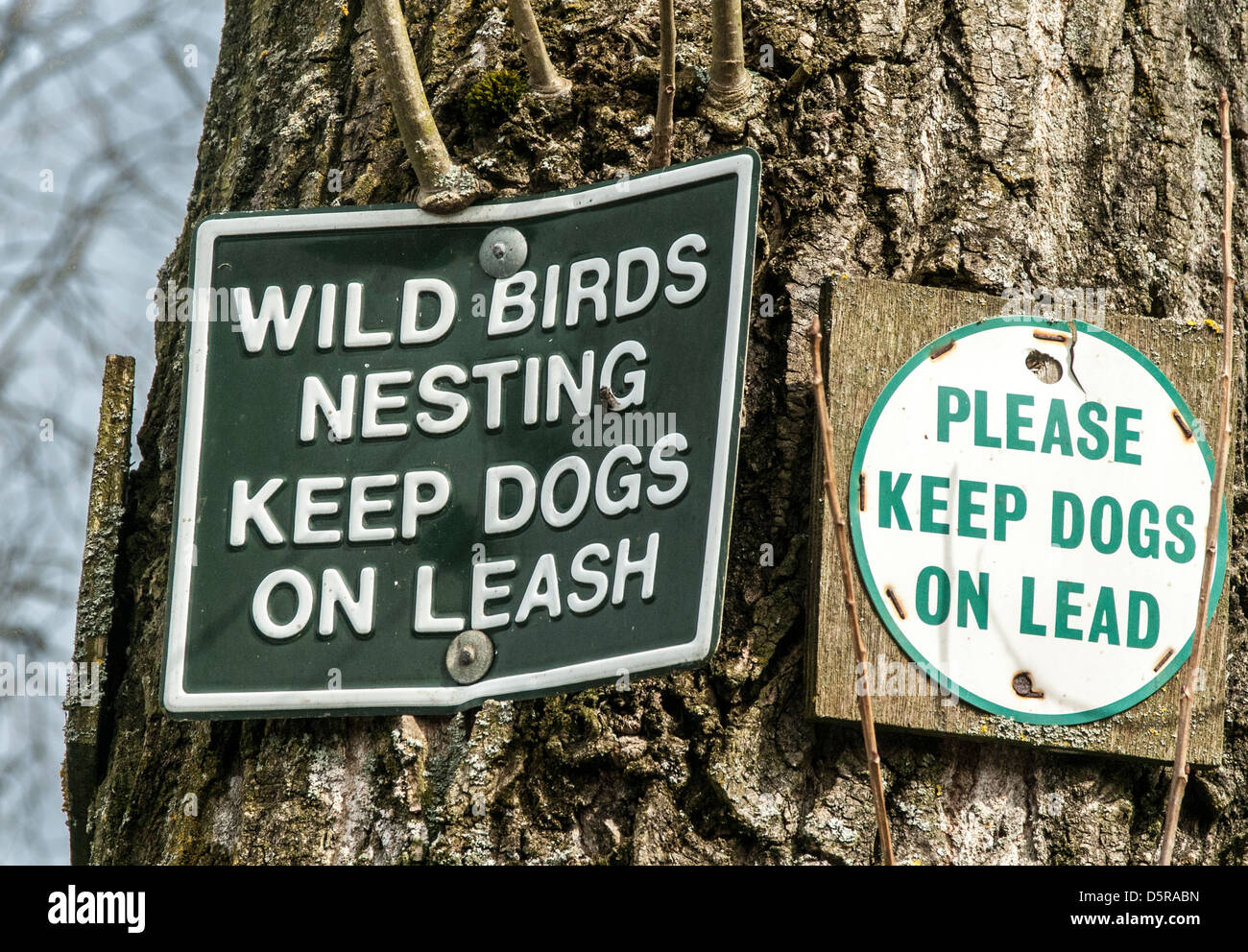 Due segni su un albero di avvertimento di uccelli selvatici di nesting e di tenere i cani sulle derivazioni Foto Stock