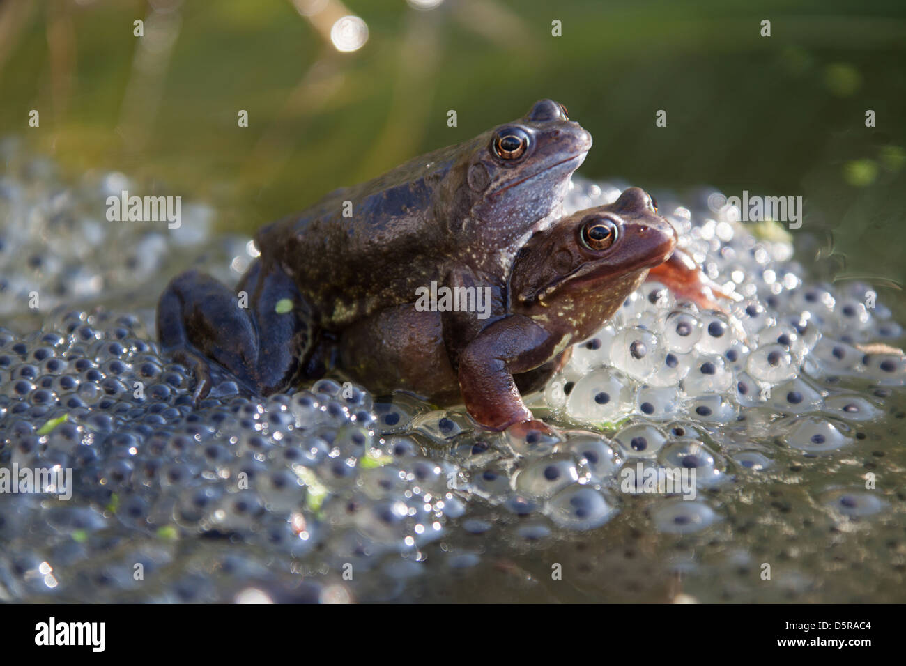 Una coppia di rane coniugata sulla sommità di frog spawn, in un laghetto in giardino nel Cheshire village di Farndon. Foto Stock
