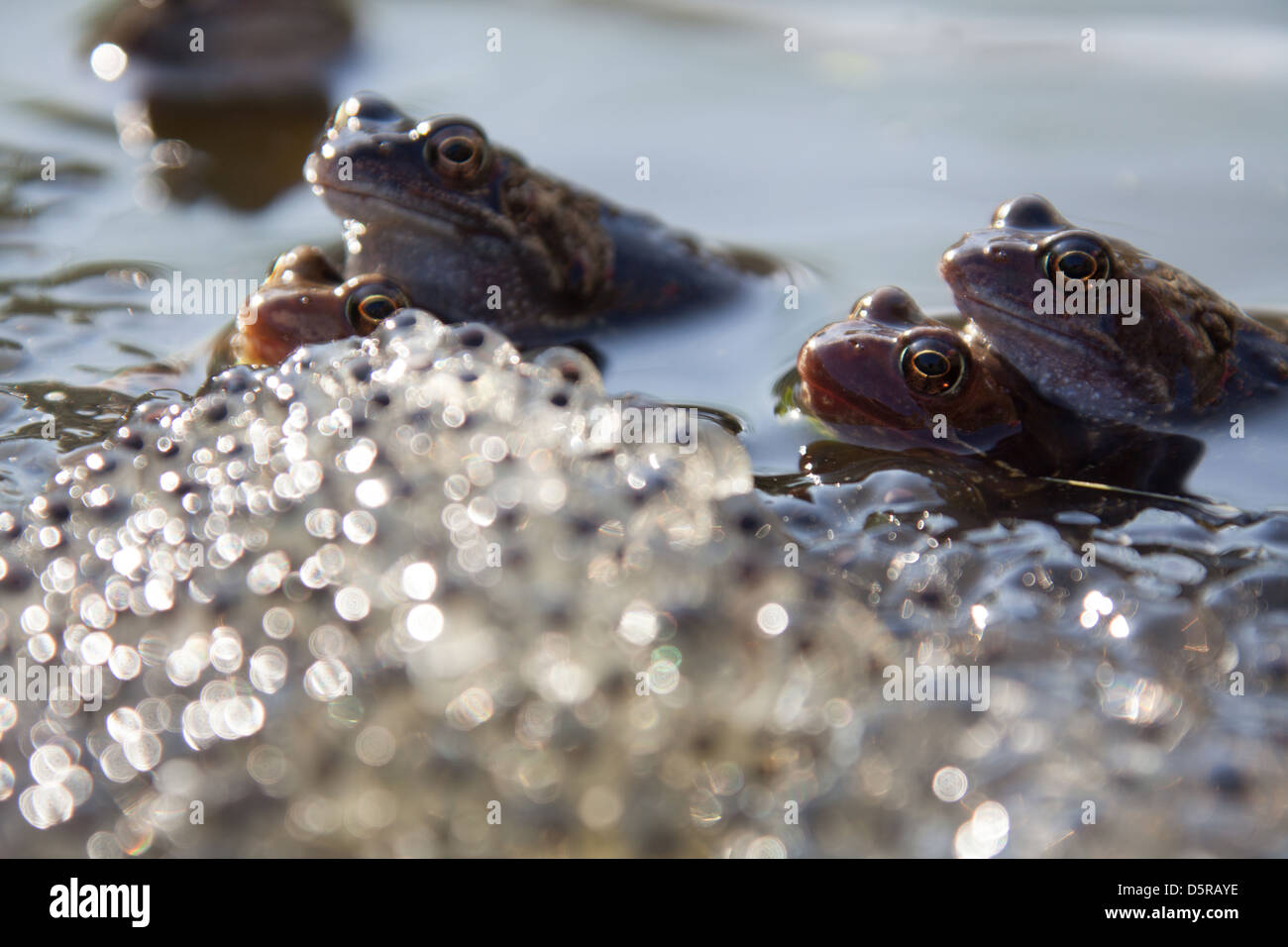 Rane coniugate in un laghetto in giardino nel Cheshire village di Farndon, con frog spawn in primo piano. Foto Stock