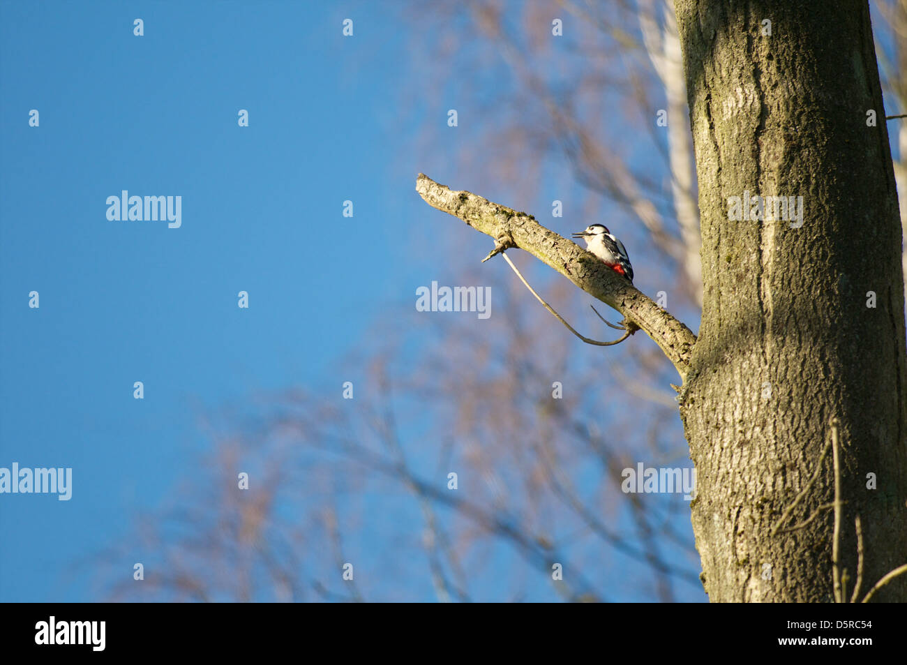 Un maschio di Picchio rosso maggiore, Dendrocopos major, siede sulla rottura di un ramo di albero nel bosco in prossimità di Bourne, Lincolnshire Foto Stock