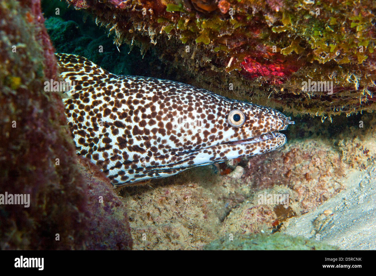 Spotted Moray, Gymnothorax moringue. Il peering al di fuori della rientranza che mostra denti invertiti. testa e corpo superiore vista. bonaire, dei Caraibi Foto Stock