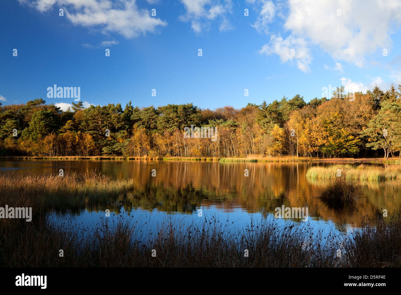 Foresta di autunno dal Lago Selvaggio e bellissimo cielo Foto Stock