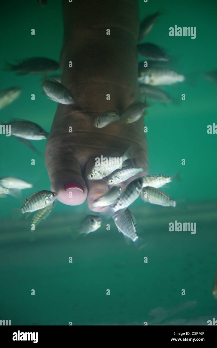 La terapia di pesce Foto Stock
