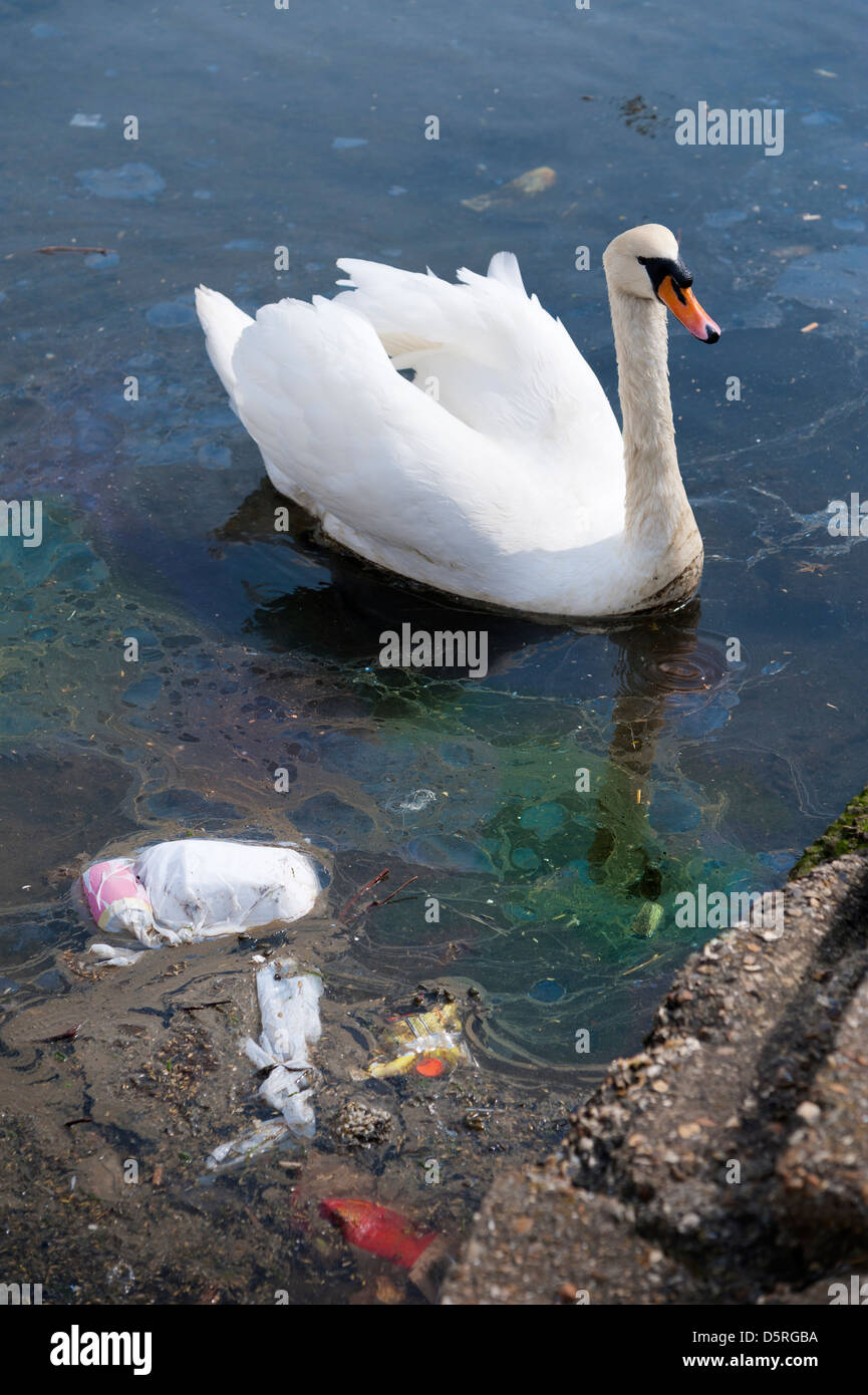Cigno su acqua inquinata piena di rifiuti di plastica e una marea di petrolio Foto Stock