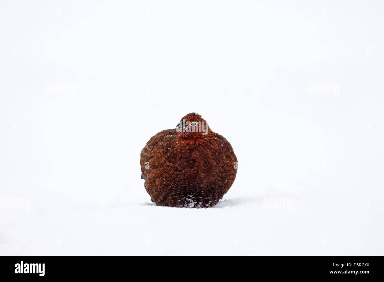 Red Grouse Lagopus lagopus circondato dalla neve Teesdale County Durham Regno Unito Foto Stock