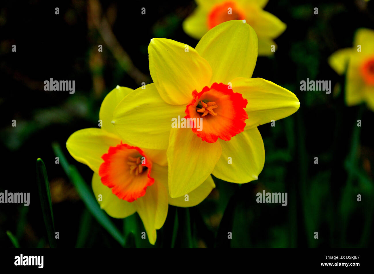 Il daffodils. Close up,sfondo sfocato grandi aperature,grandi F stop Foto Stock