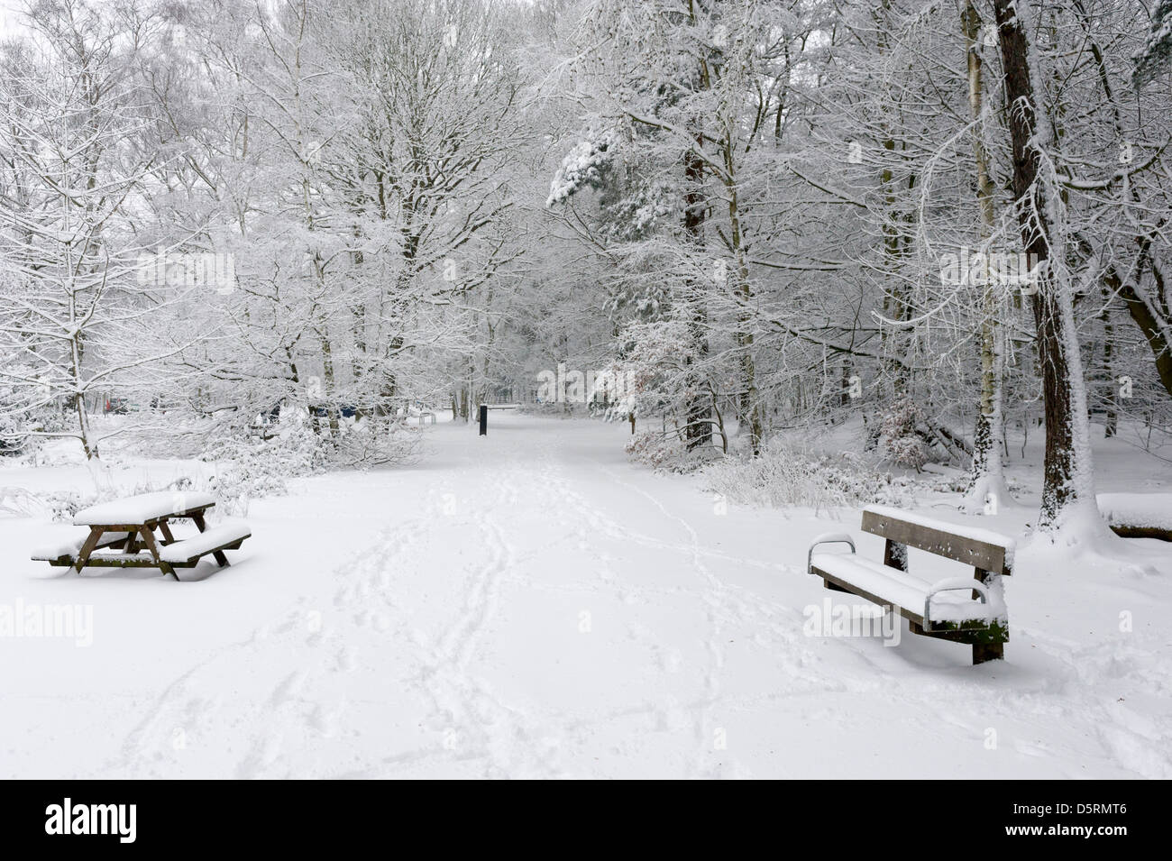 La nevicata a Thorndon Country Park in Essex, Inghilterra, Regno Unito Foto Stock