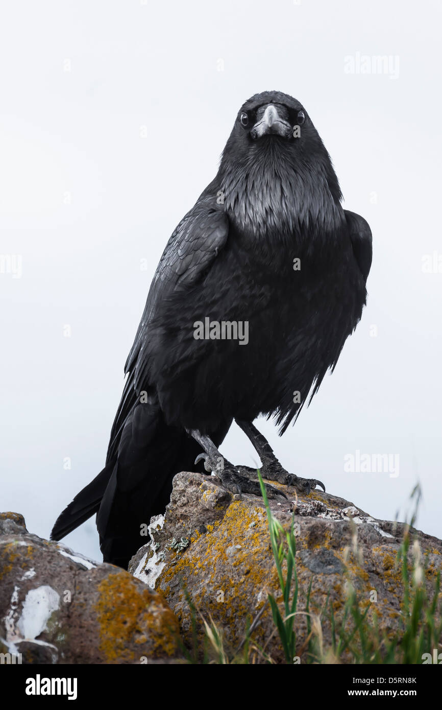 Raven comune, Corvus corax, in cima i promontori rocciosi di Cavern punto, Santa Cruz isola nel Parco Nazionale delle Channel Islands, CA Foto Stock