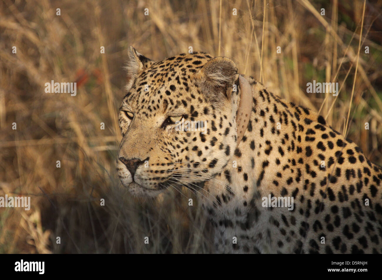 Leopard con collare, Fondazione Africat, Namibia, Sud Africa Foto Stock