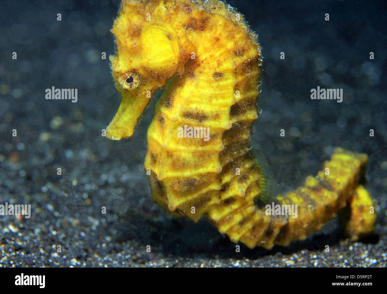 Close-up di un giallo cavalluccio marino comune (Hippocampus Taeniopterus), Lembeh strait, Indonesia Foto Stock