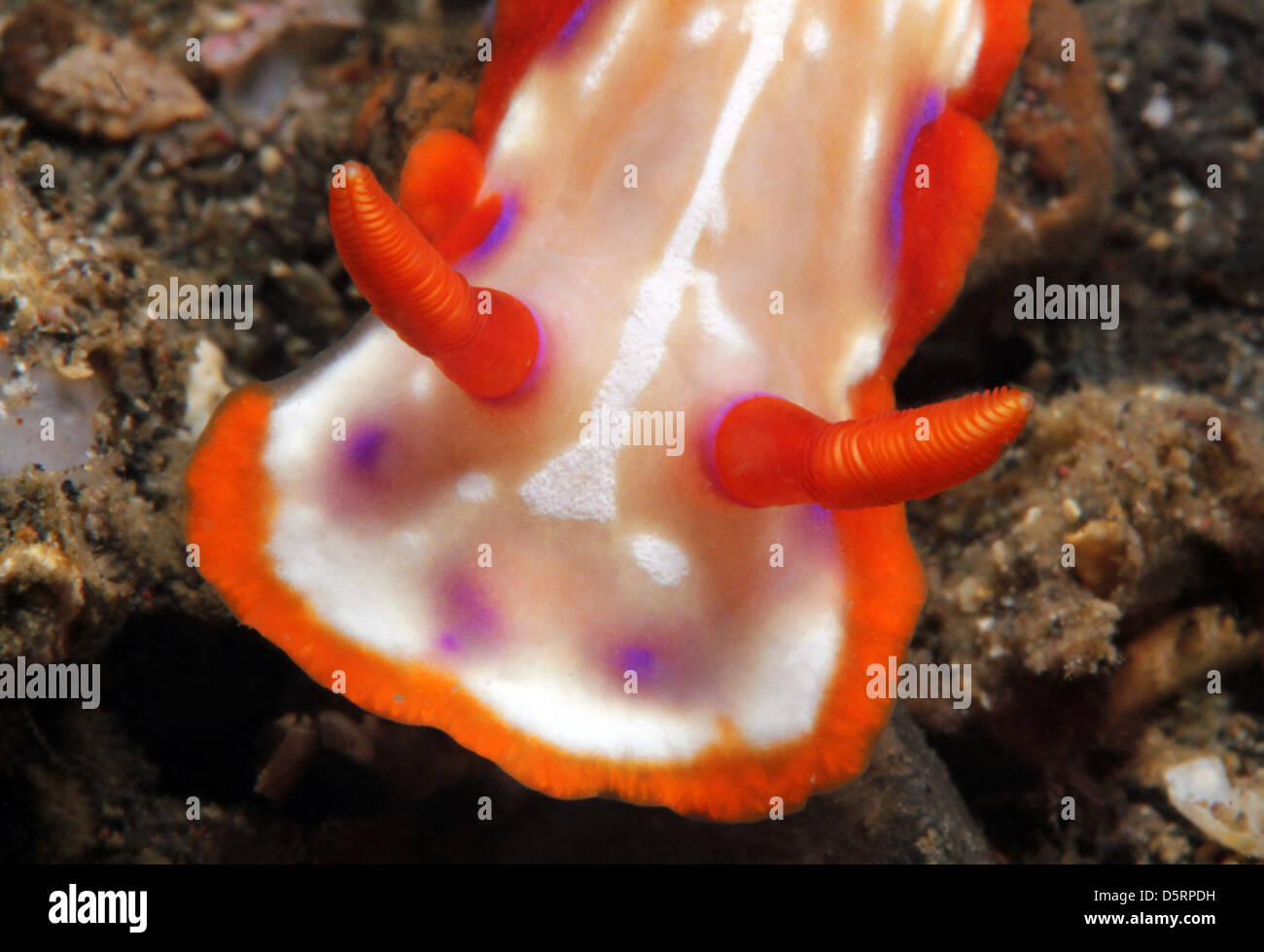 Close-up di un magico Hypselodoris (Hypselodoris Iacula), Lembeh strait, Indonesia Foto Stock