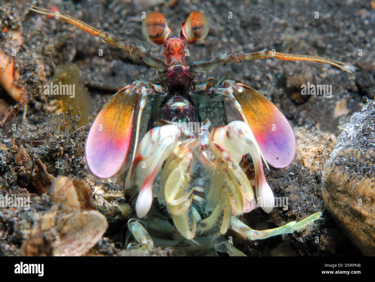 Close-up di un viola-spotted Canocchia (Odontodactylus Latirostris), Lembeh strait, Indonesia Foto Stock