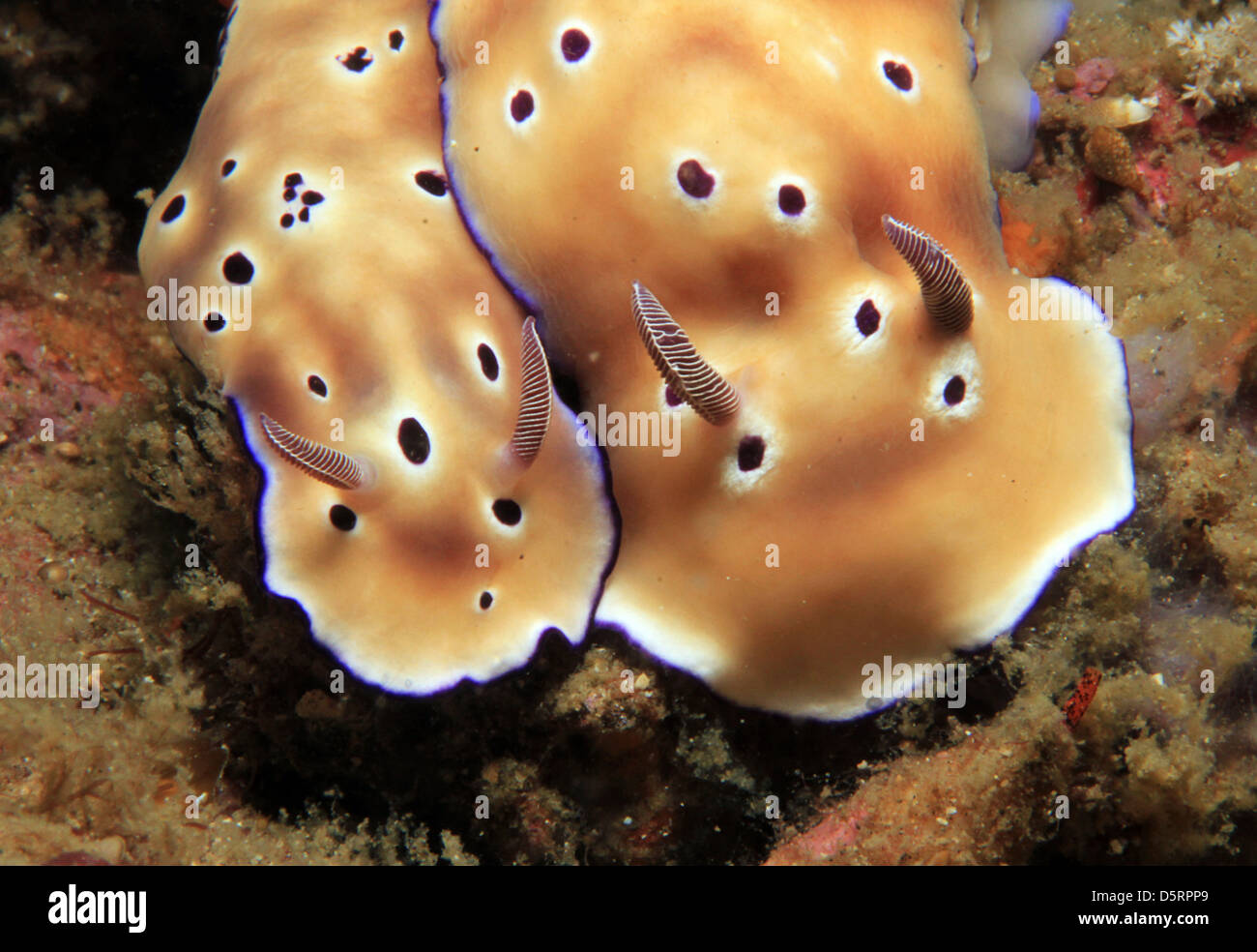 Risbecia Tryoni giovane (Tryons Risbecia) Foto macro, Lembeh strait, Indonesia Foto Stock