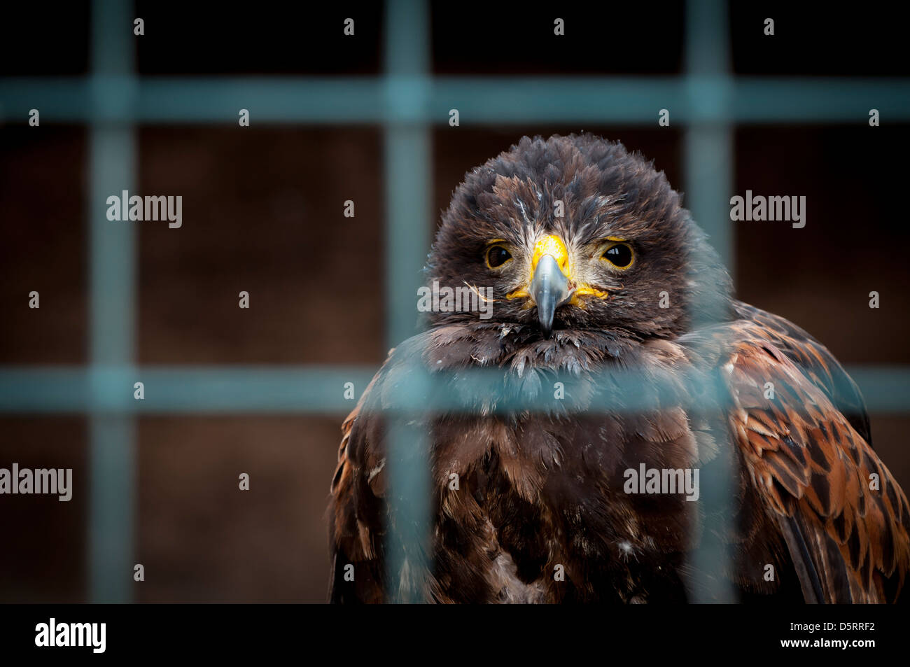 Un captive Harris hawk Foto Stock