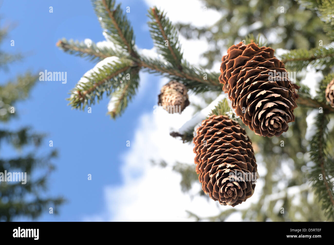 Due coni fir sul cielo invernale sullo sfondo Foto Stock